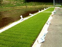 田植え時の苗